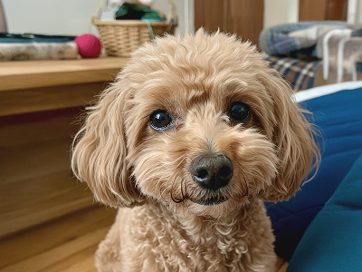 女性が白い子犬を抱いている写真