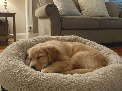 女性が白い子犬を抱いている写真