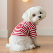 白い小型犬の写真